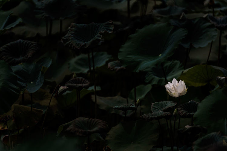 Beautiful white lotus flower blossom at pond	
