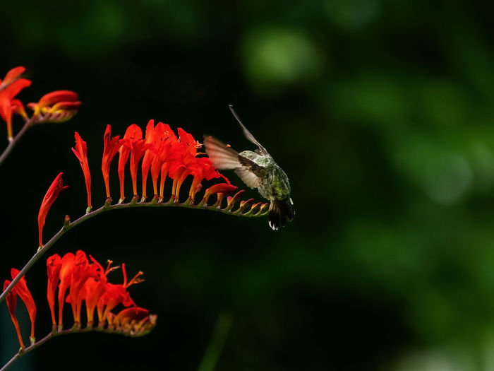 Close-up of hummingbird on red flowers