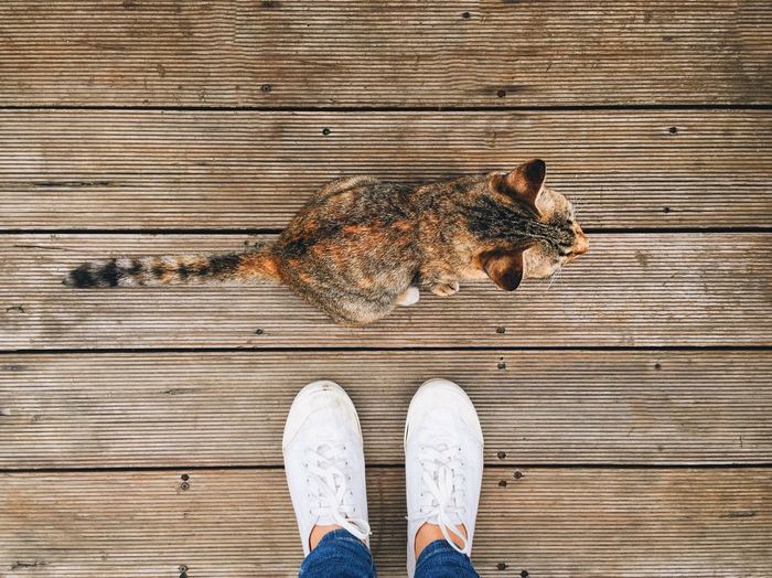 Low section of owner standing by cat on wooden walkway