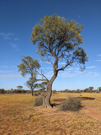 Tree on field against sky