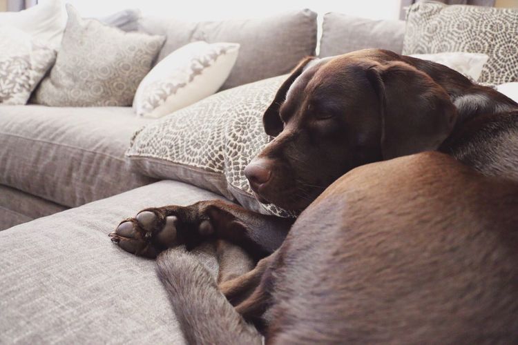 Close-up of dog sleeping on sofa at home