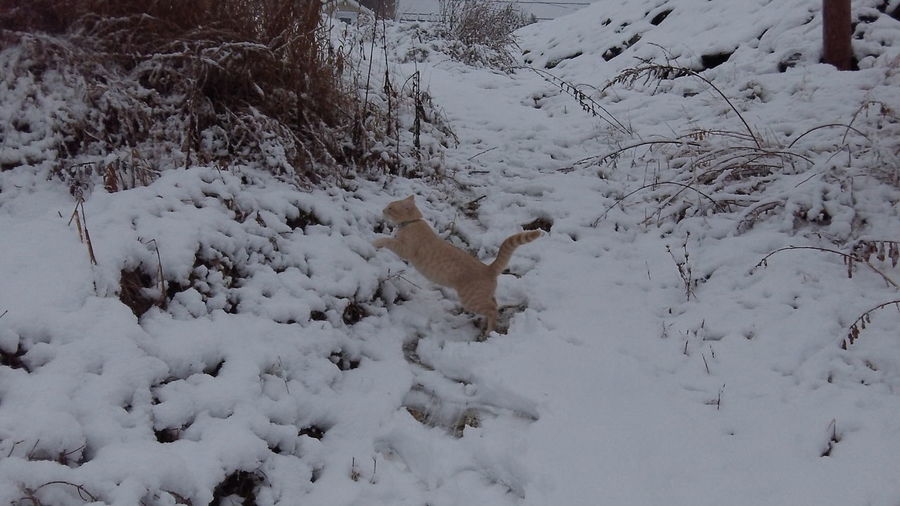 High angle view of dog on snow field