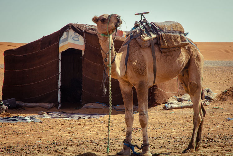 Horse in a desert
