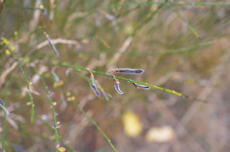 Close-up of wet plant on land