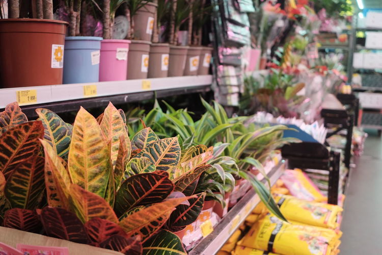 Potted plants for sale at market stall