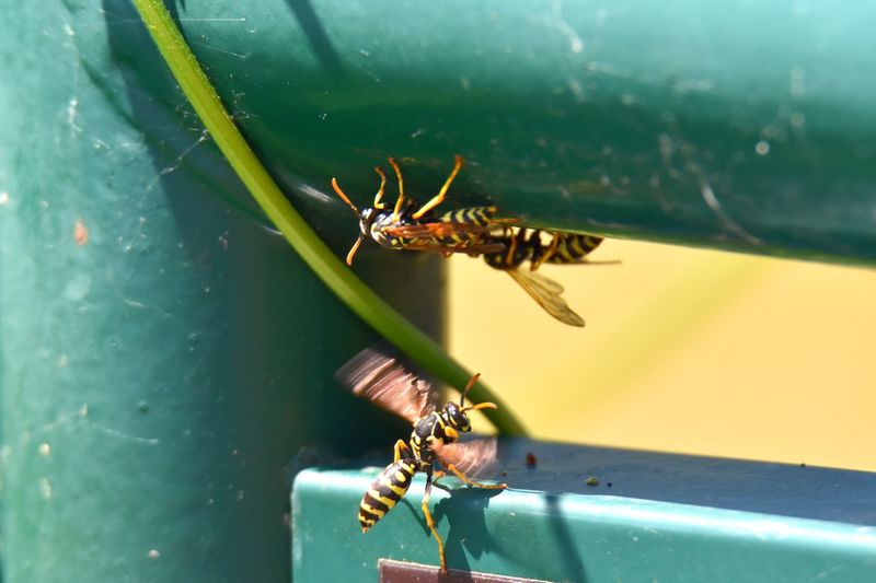 Close-up of wasp
