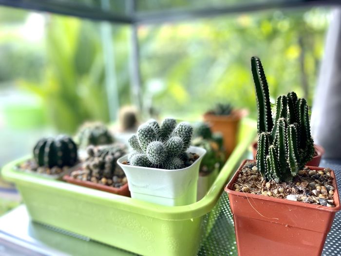 Close-up of succulent plant in pot