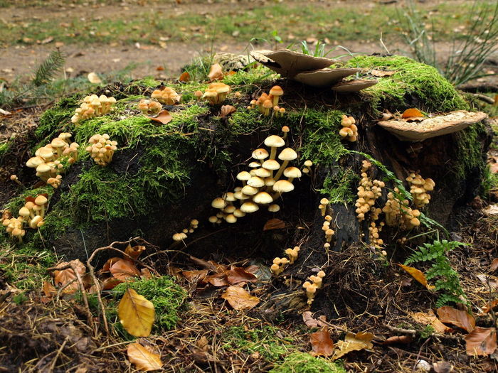 High angle view of mushrooms growing on field