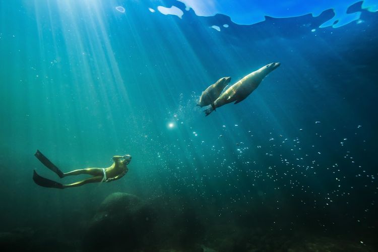 Sea lions swimming undersea