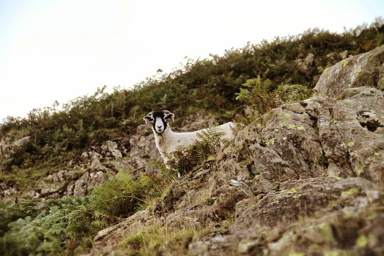 Low angle view of goat on hill