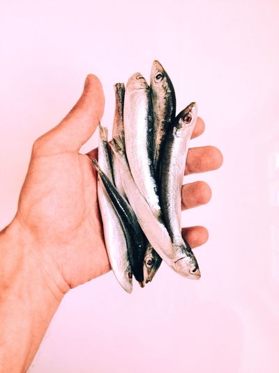 Cropped image of man holding sardines against white background
