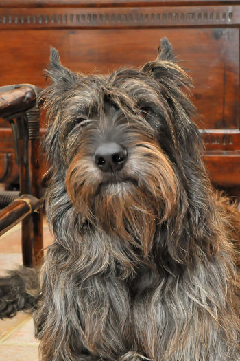 Close-up portrait of dog berger picard