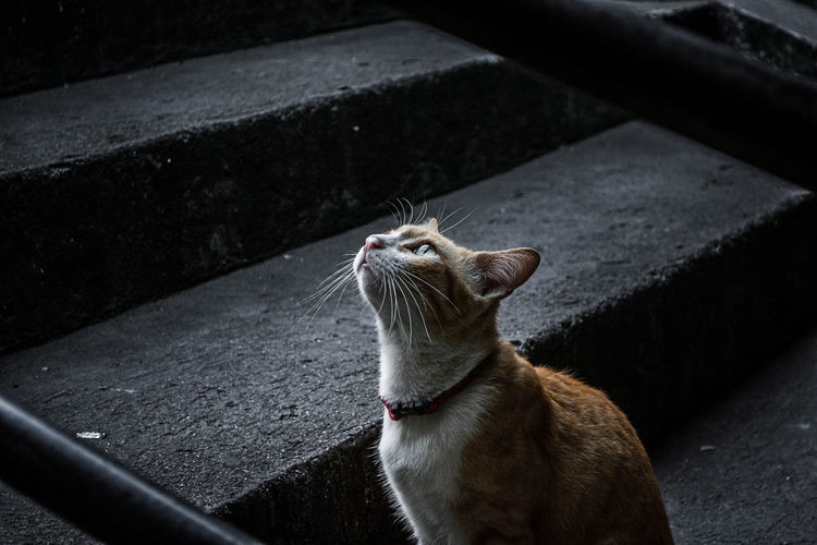 Close-up of cat on steps