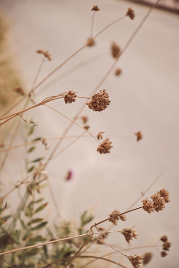 Close-up of dried plant