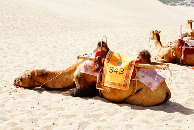 The camels in a period of rest on sand dune