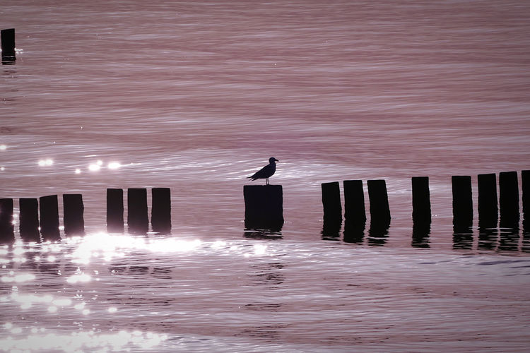 Silhouette of bird standing on wooden post in sea