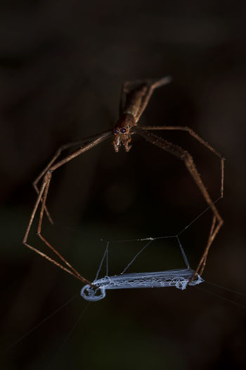 Deinopis spp: net casting spider