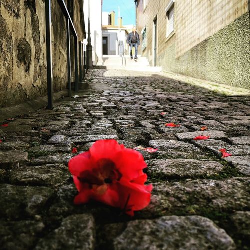 Close-up of red rose in alley amidst buildings