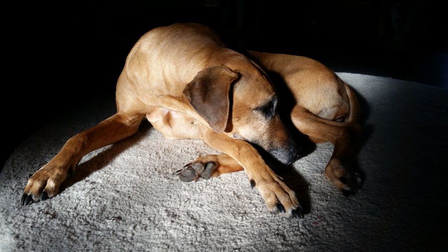 High angle view of dog sleeping