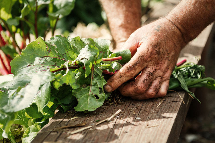Close-up of man working on plant