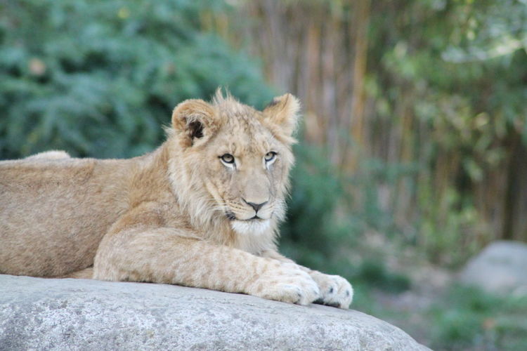 Young lion resting on rock