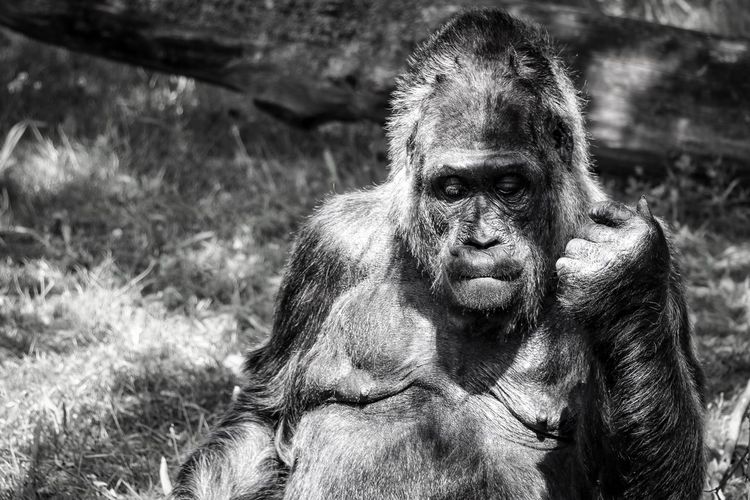 Close-up portrait of monkey
