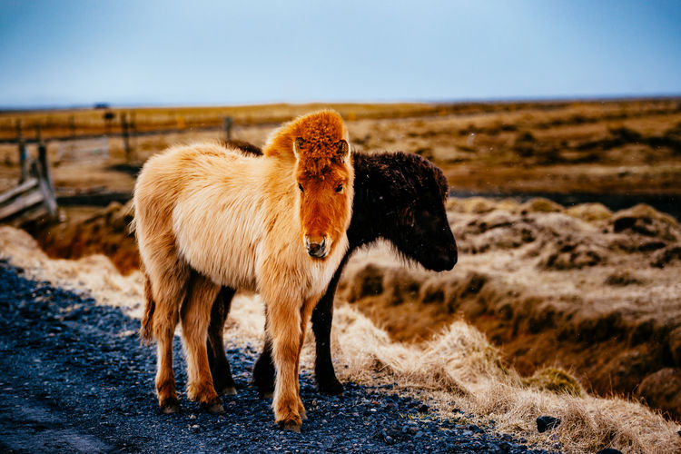 Icelandic horses standing on road
