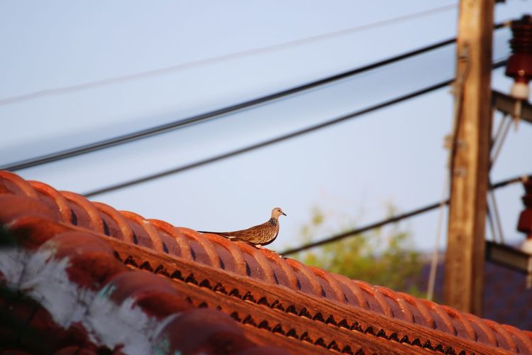 Low angle view of bird on roof against sky