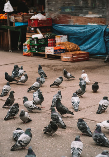 High angle view of birds