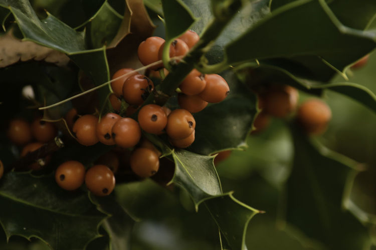Close-up of cherries growing on plant
