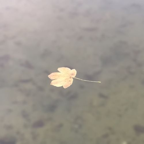 Close-up of flower