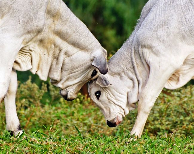 Side view of cows fighting on field