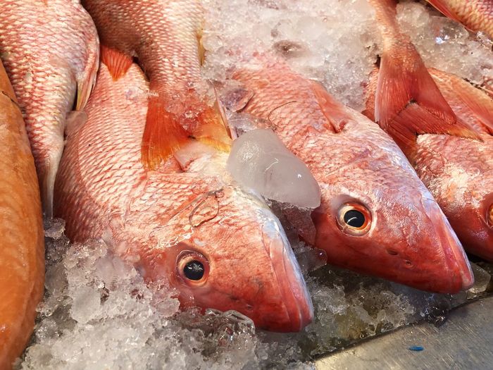 High angle view of fishes in fish