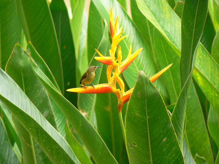 Close-up of bird on flower