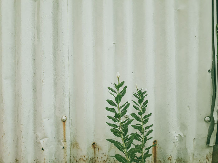 Close-up of plant growing on window