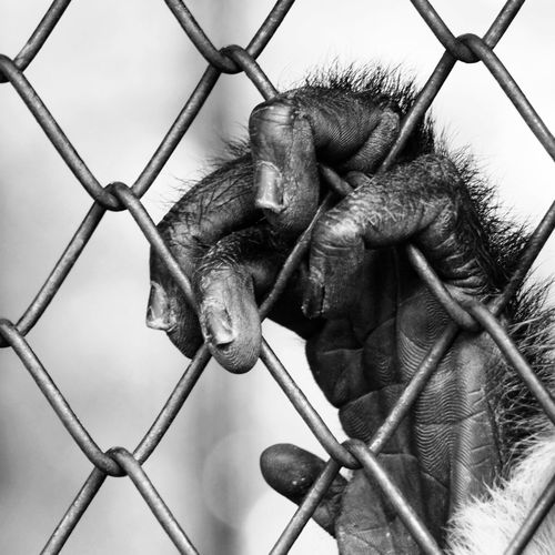 Close-up of monkey on fence at zoo