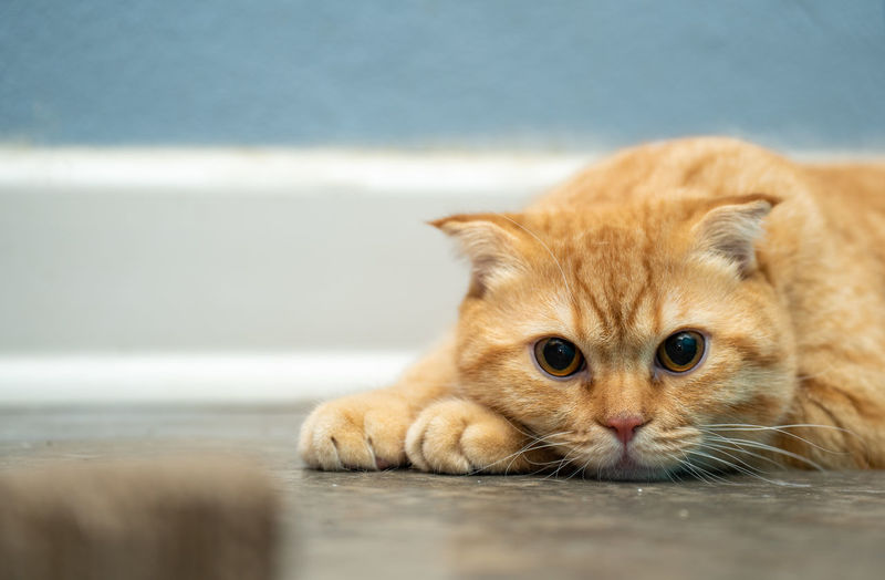 Close-up of cat
