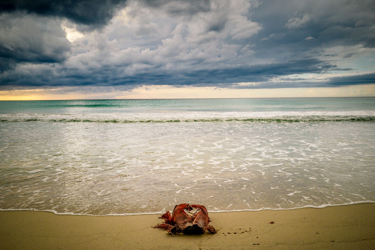 View of an animal on beach