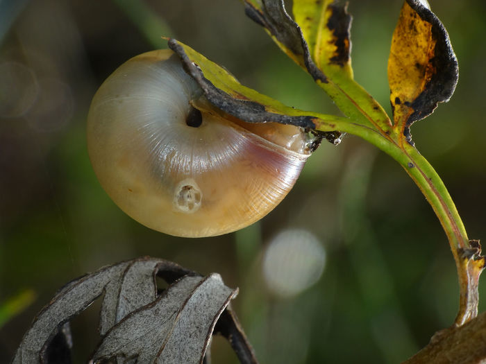 Close-up of slug on plant