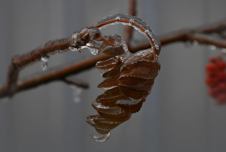 Close-up of dried plant
