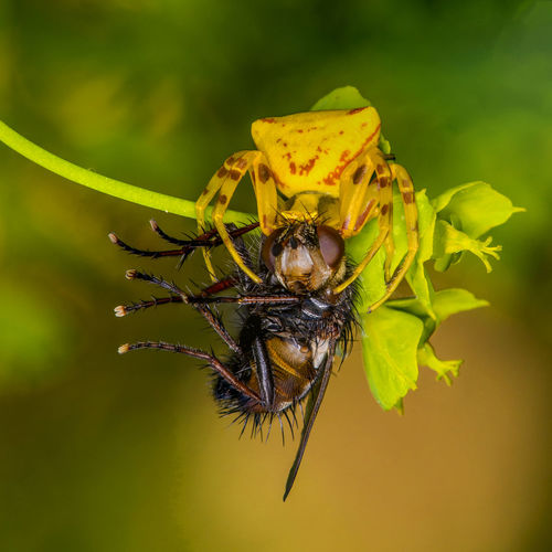Spider dinner fly