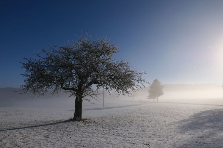 Tree on snow covered field against clear sky