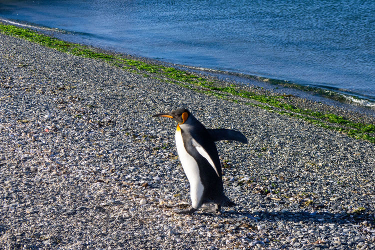 High angle view of bird on beach