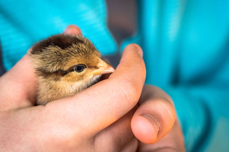 Close-up of person holding chick
