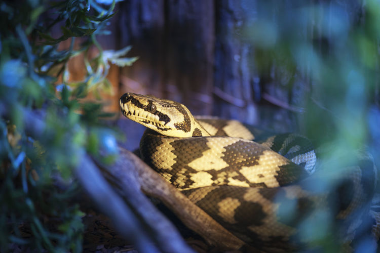 Close-up of snake amidst plants at zoo