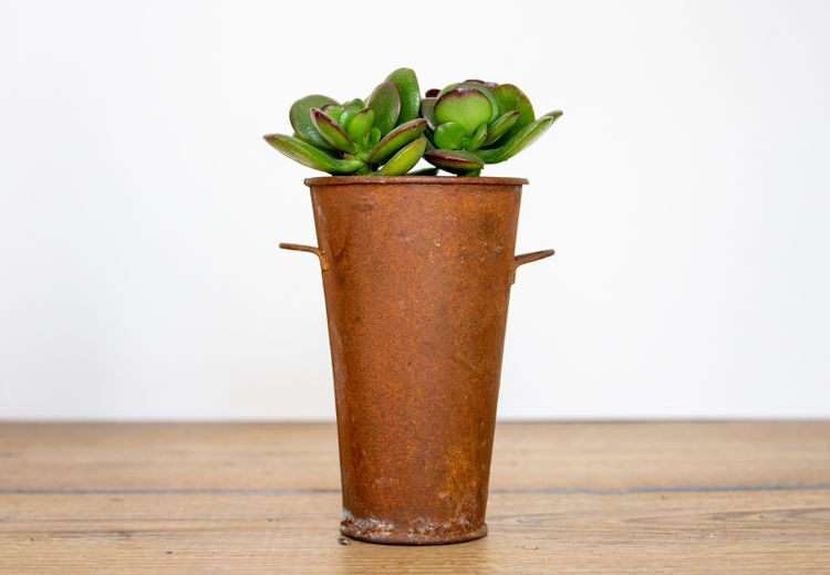 Close-up of potted plant on table against white background
