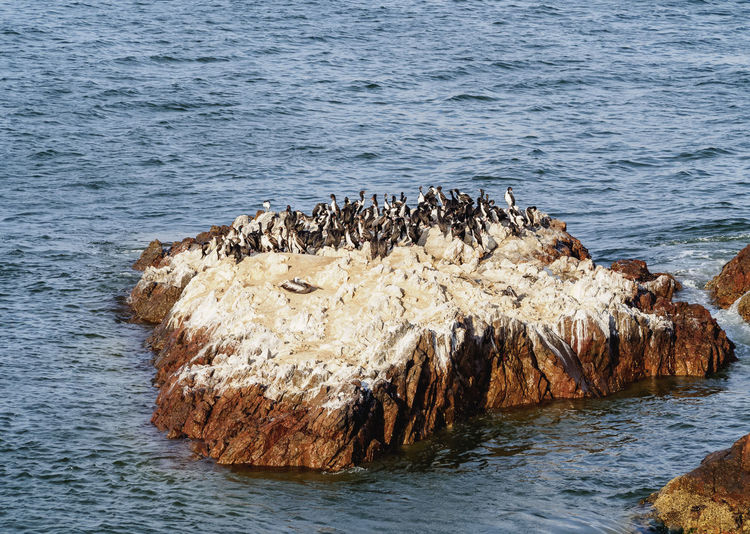 View of birds on rock by sea