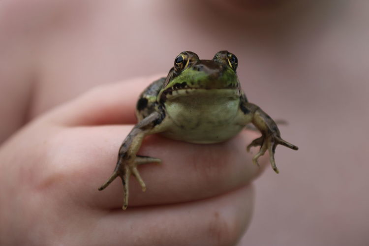 Close-up of a hand holding frog