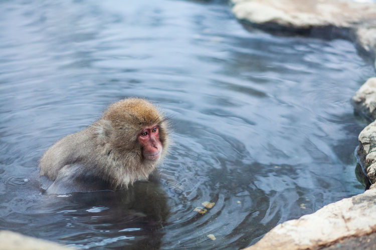 Japanese snow monkey bathing in hot spring water in winter