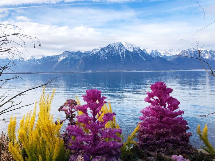 Close-up of flowers by lake against snowcapped mountains 